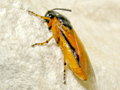 Arge ochropus